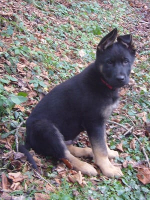 Les chiots de Berger Allemand