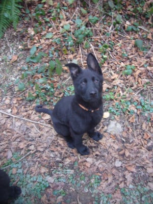 Les chiots de Berger Allemand