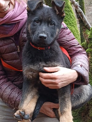 Les chiots de Berger Allemand