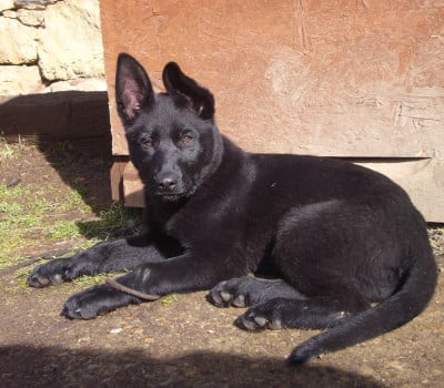 Les chiots de Berger Allemand