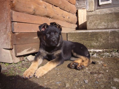 Les chiots de Berger Allemand