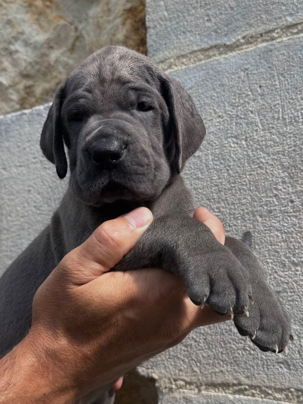 Dogue allemand - (Sans Affixe)