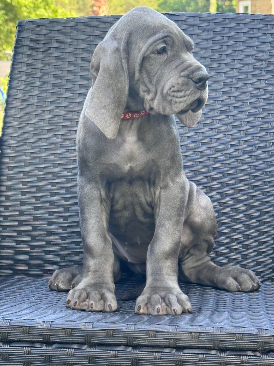 Dogue allemand - (Sans Affixe)
