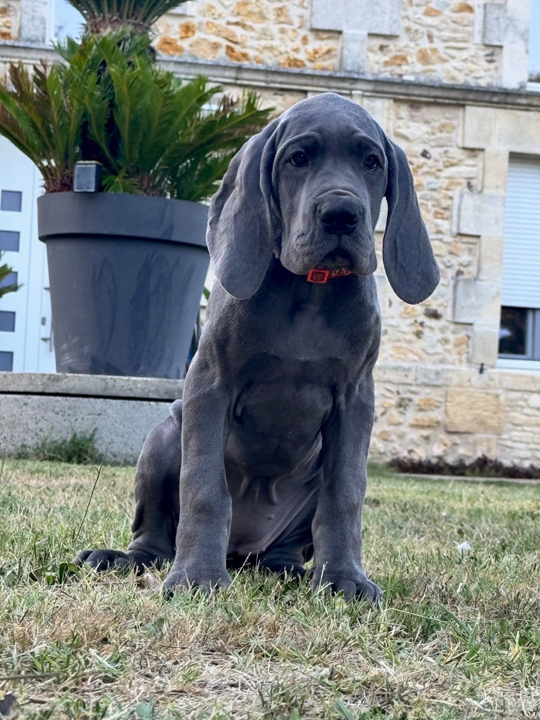 BAYA