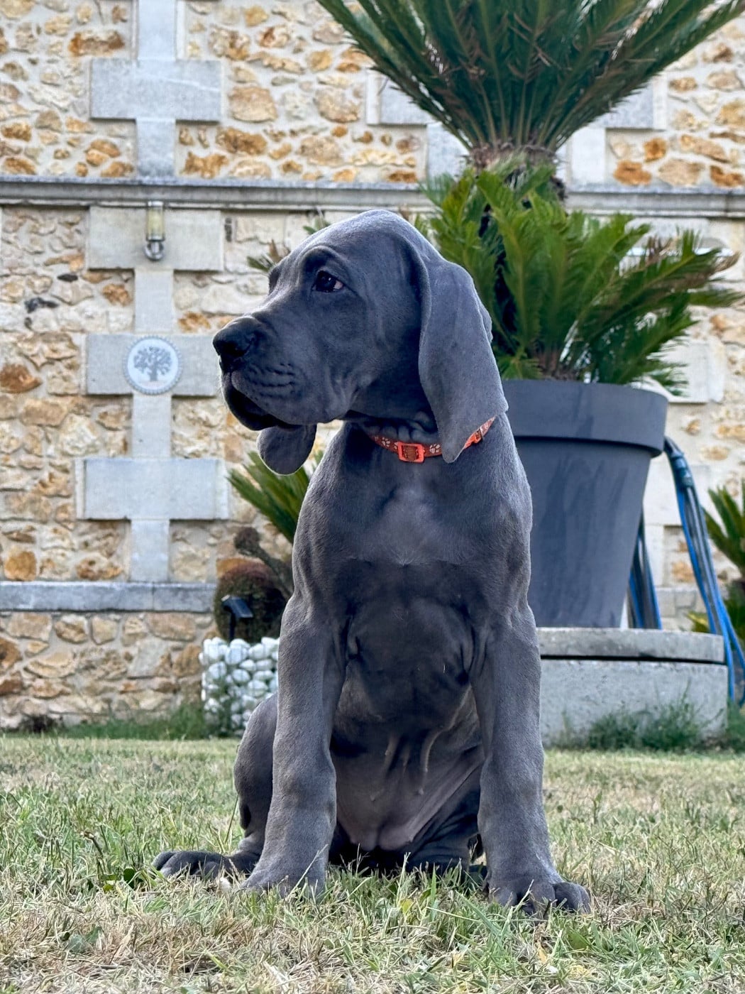 BAYA