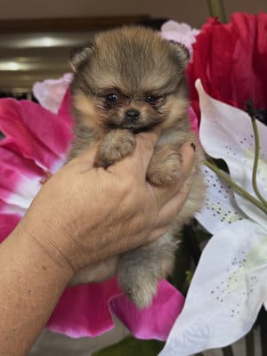 Les chiots de Spitz allemand