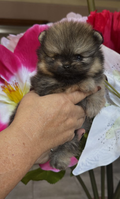 Les chiots de Spitz allemand
