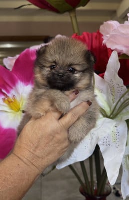 Les chiots de Spitz allemand