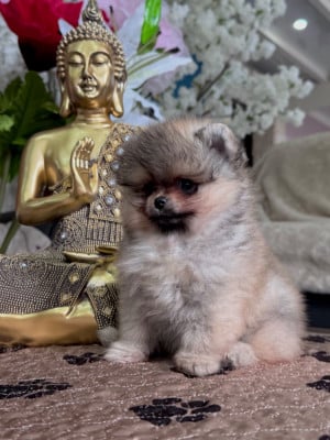 Les chiots de Spitz allemand