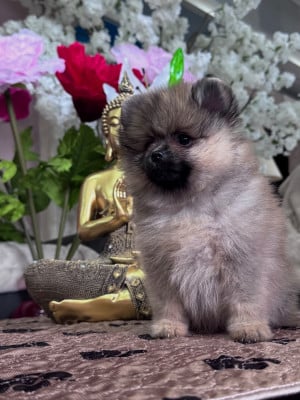 Les chiots de Spitz allemand