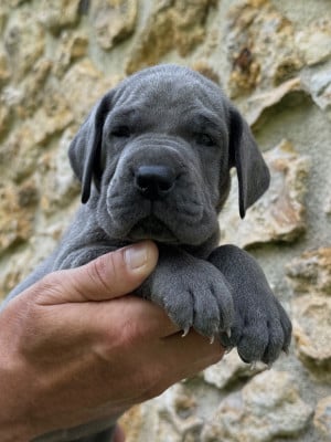 Les chiots de Dogue allemand