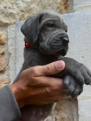 Les chiots de Dogue allemand