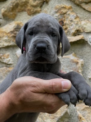 Les chiots de Dogue allemand