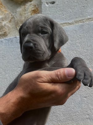 Les chiots de Dogue allemand