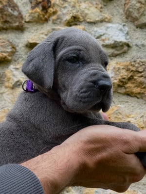 Les chiots de Dogue allemand