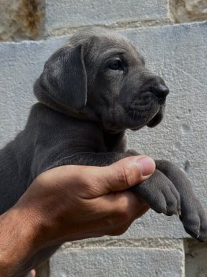 Les chiots de Dogue allemand