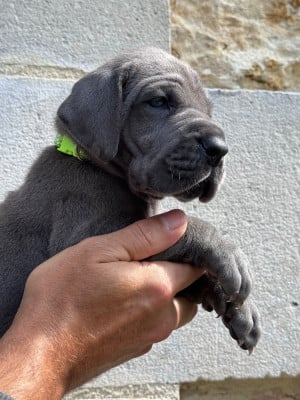 Les chiots de Dogue allemand