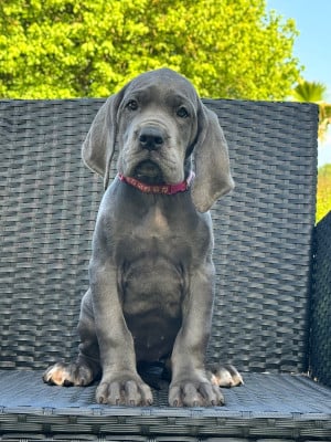 Les chiots de Dogue allemand