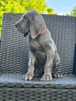 Les chiots de Dogue allemand