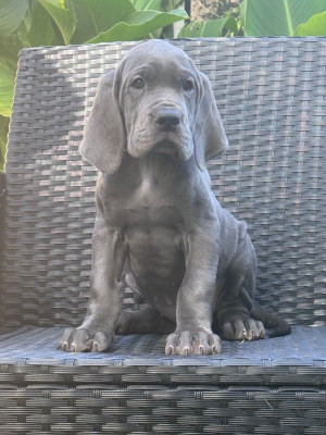 Les chiots de Dogue allemand