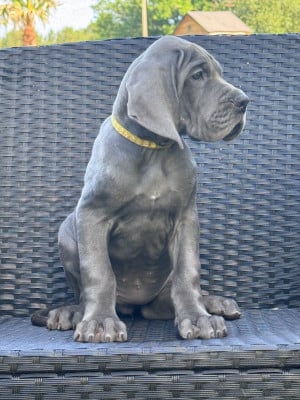 Les chiots de Dogue allemand