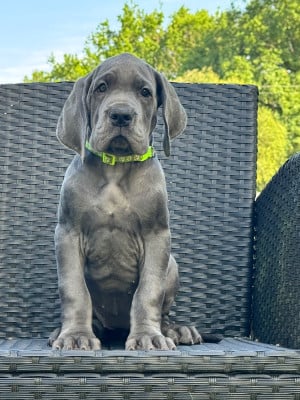 Les chiots de Dogue allemand