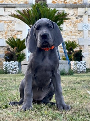 Les chiots de Dogue allemand