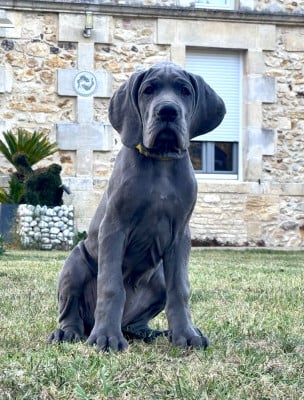 Les chiots de Dogue allemand
