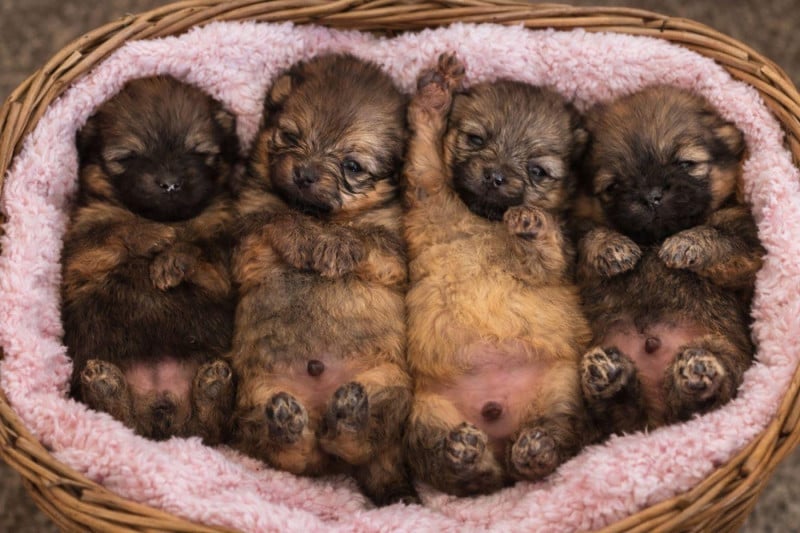 Spitz allemand - (Sans Affixe)