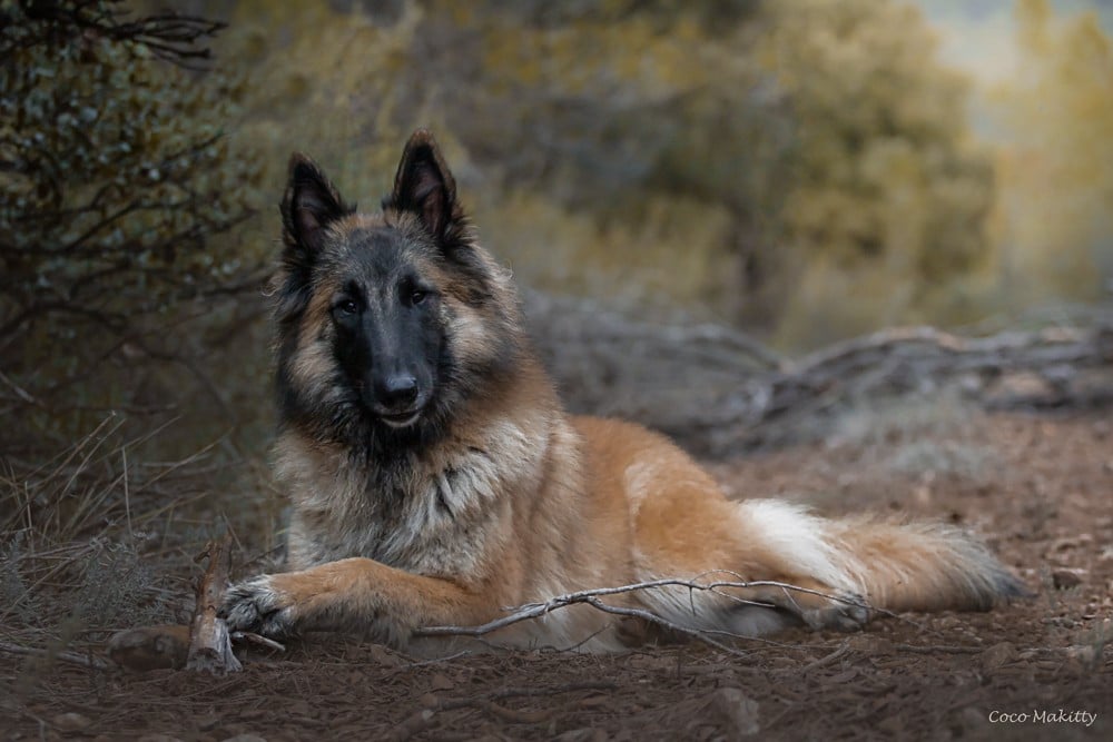 Publication : Of Ops Des Beys Auteur : CDivin Photographie