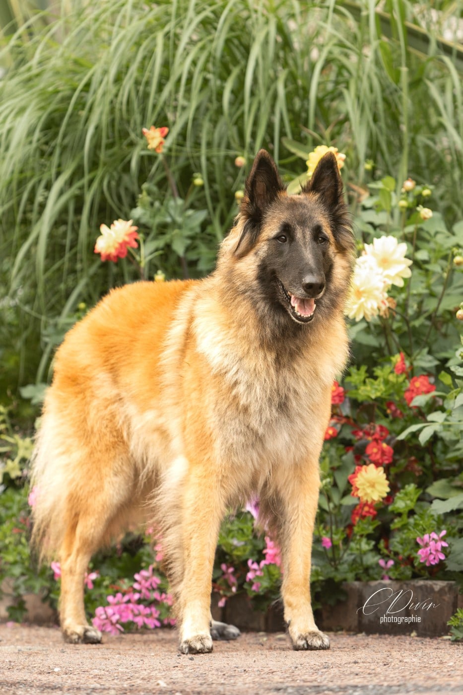 Publication : Of Ops Des Beys Auteur : CDivin Photographie