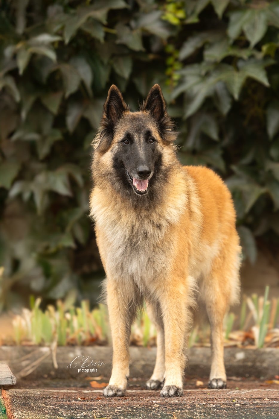 Publication : Of Ops Des Beys Auteur : CDivin Photographie