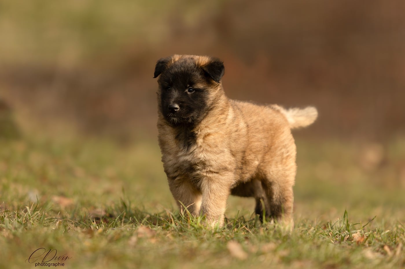 ALABAMA BEAUTY BABY OF OPS DES BEYS