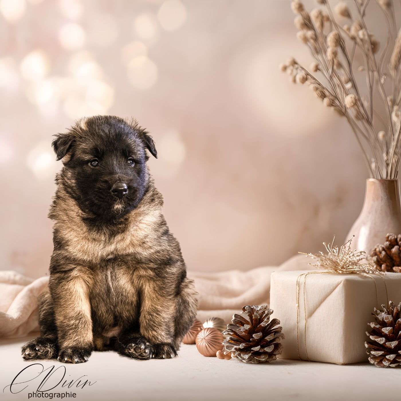 ALABAMA BEAUTY BABY OF OPS DES BEYS