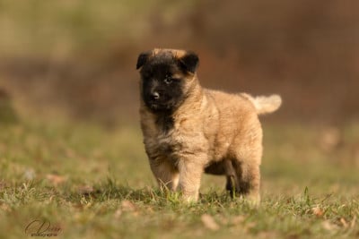 Les chiots de Berger Belge