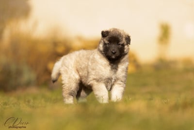 Les chiots de Berger Belge