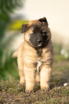 Les chiots de Berger Belge