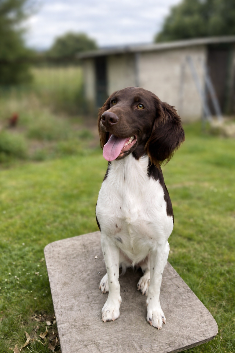 ULTRA DU VERGER DES ICQUES