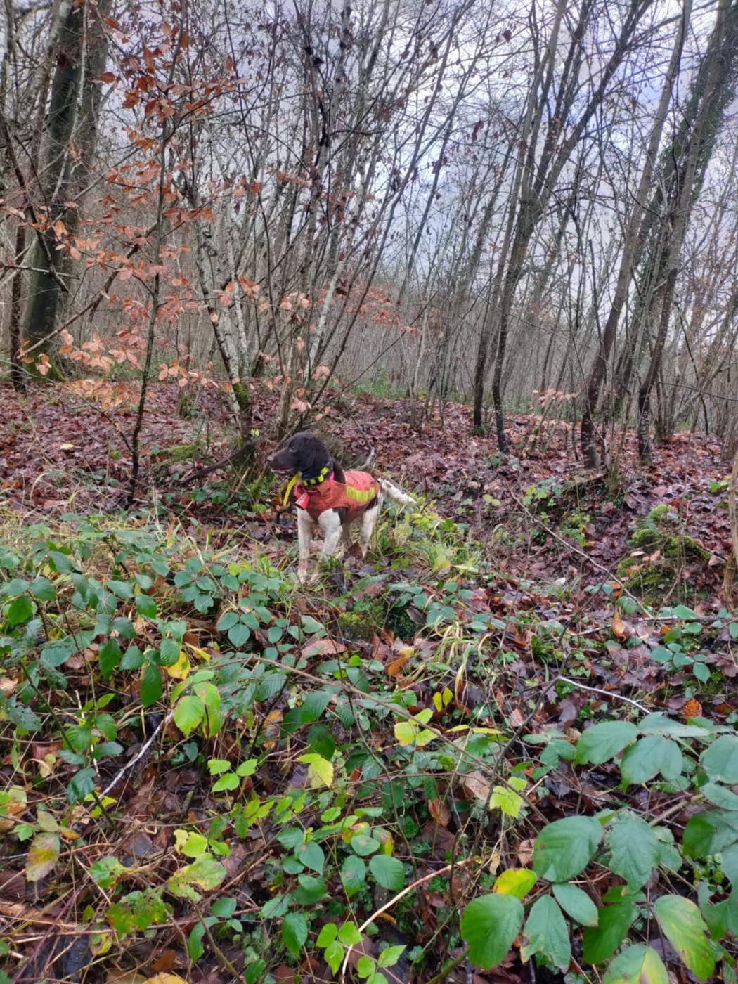 ULTRA DU VERGER DES ICQUES