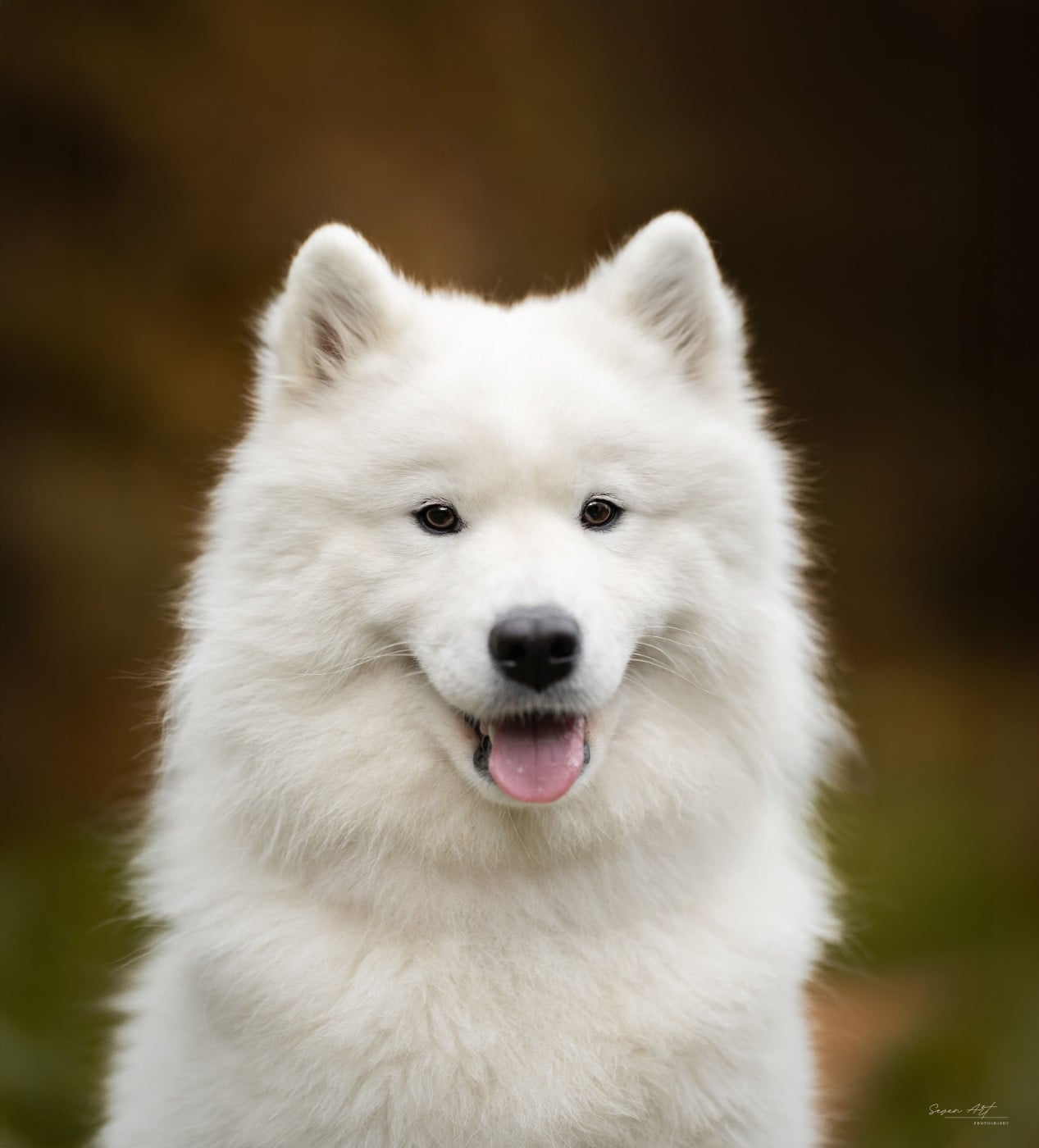 Viny Les Peluches Polaires