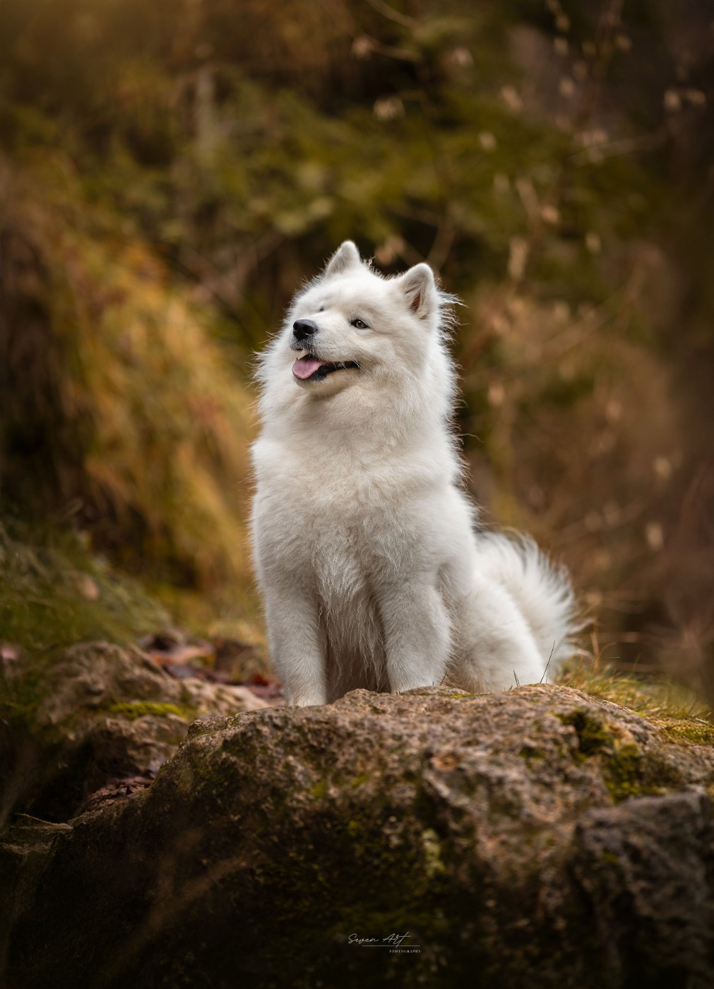 Viny Les Peluches Polaires
