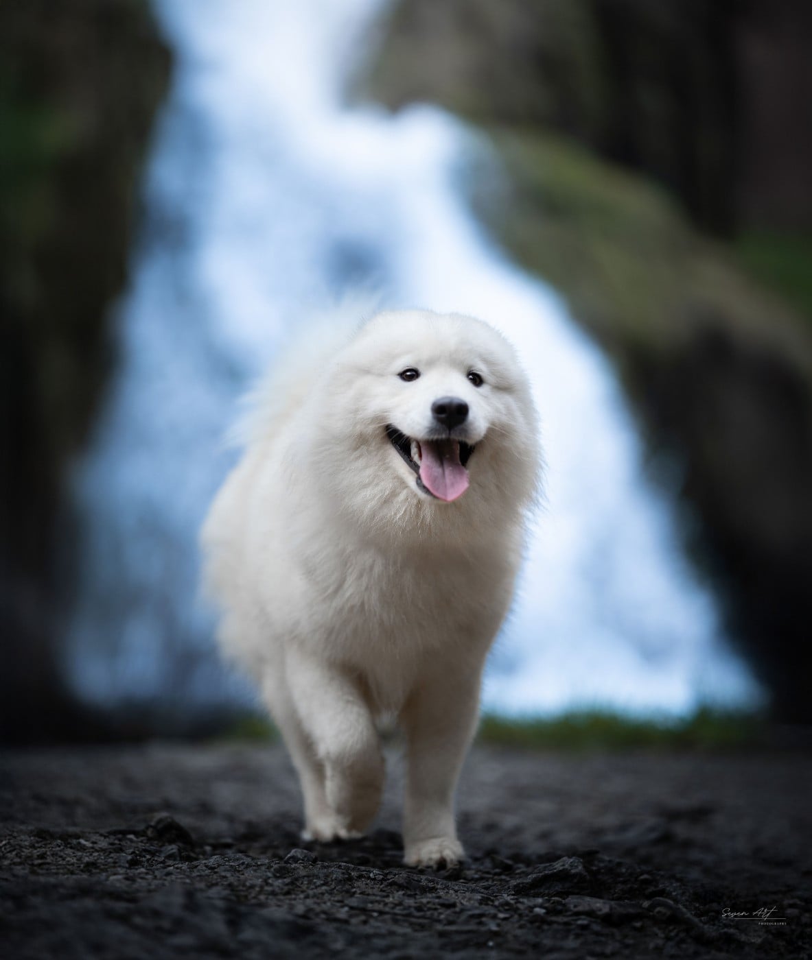 Viny Les Peluches Polaires