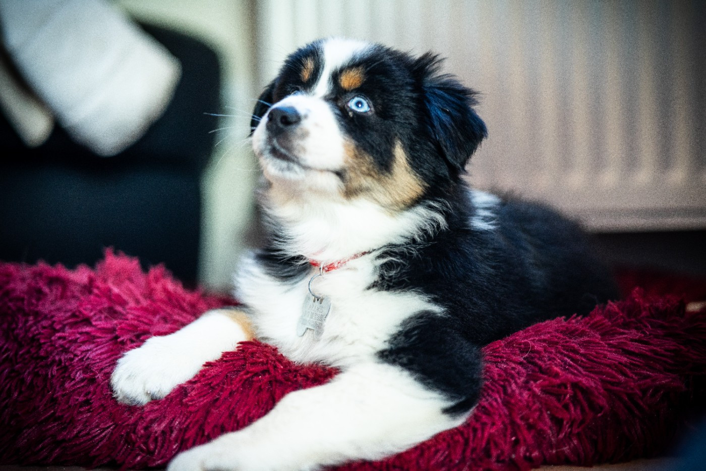 Artist Van Gogh Aux Mille éclats D'Aphrodite