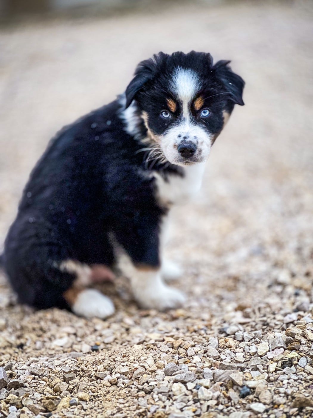 Artist Van Gogh Aux Mille éclats D'Aphrodite