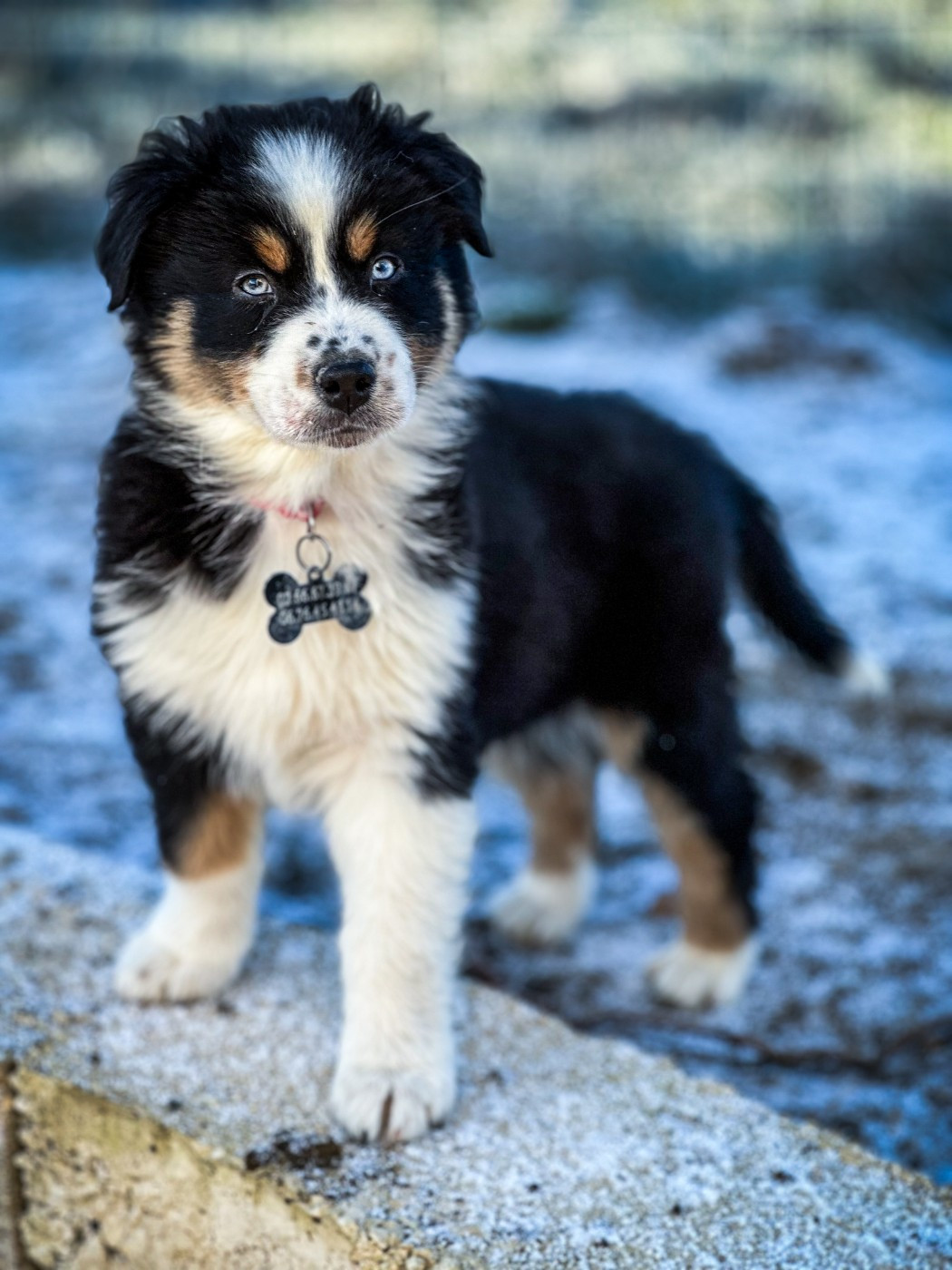 Artist Van Gogh Aux Mille éclats D'Aphrodite