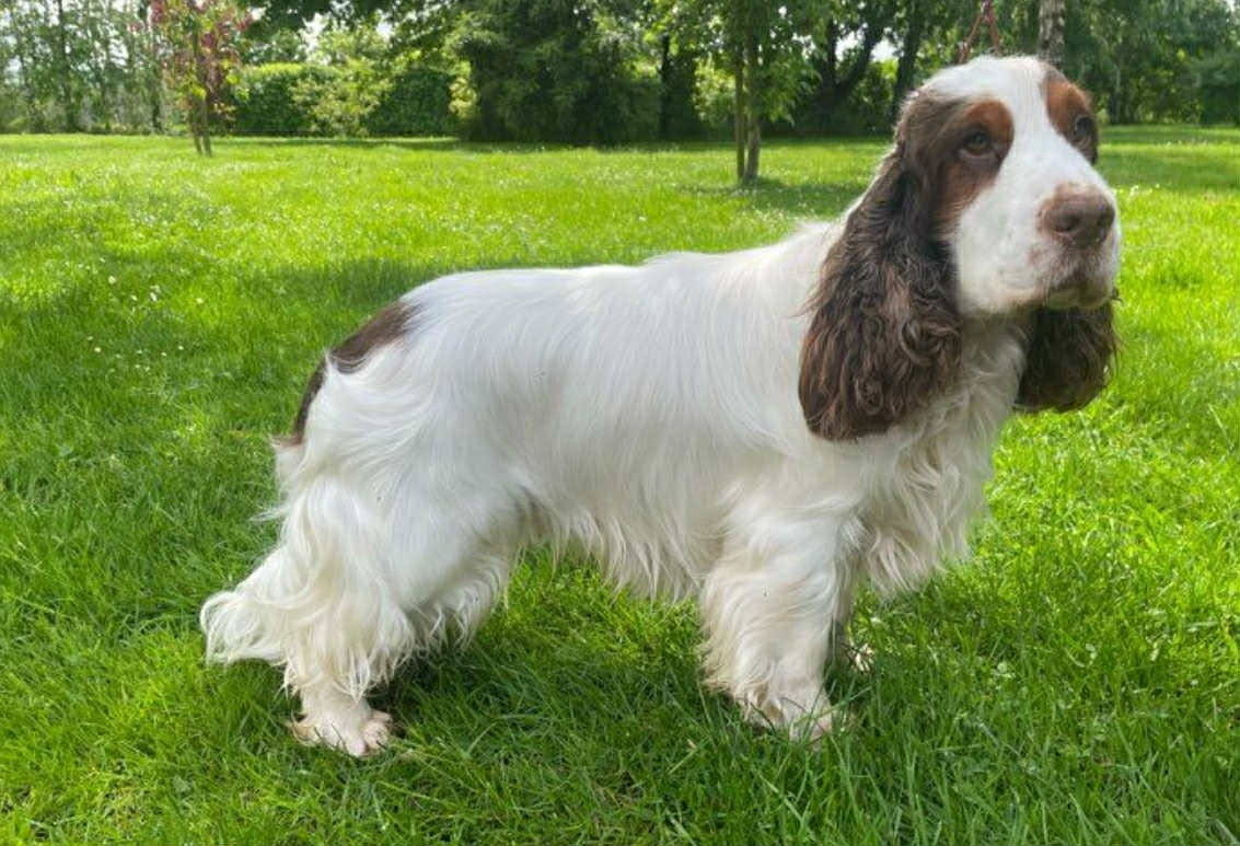 Sherlock holmes Du domaine des clayeux