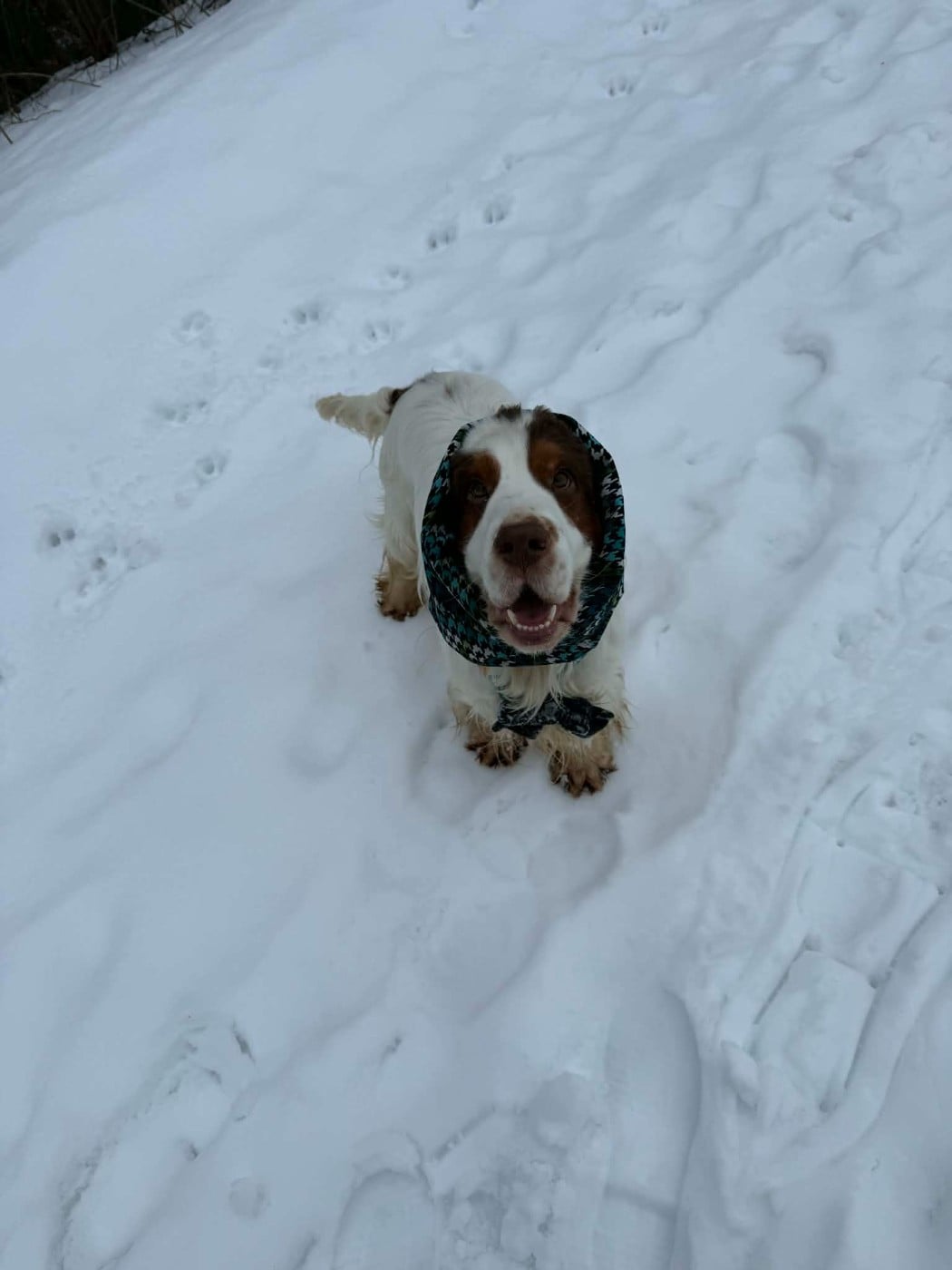 Sherlock holmes Du domaine des clayeux