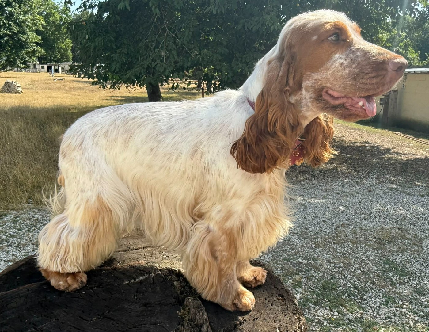 Publication : Du Camelia Eternel