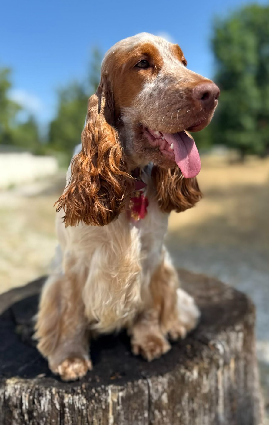 Publication : Du Camelia Eternel