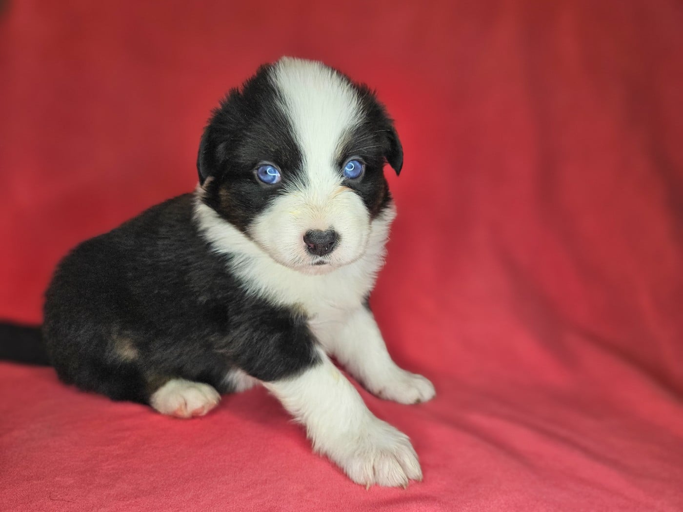 Berger Australien - Domaine Des L'Arcs-en-ciel De Birloton